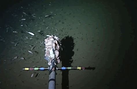 The New World S Deepest Fish Doesn T Look Like Anything Scientists Have Seen Before Business