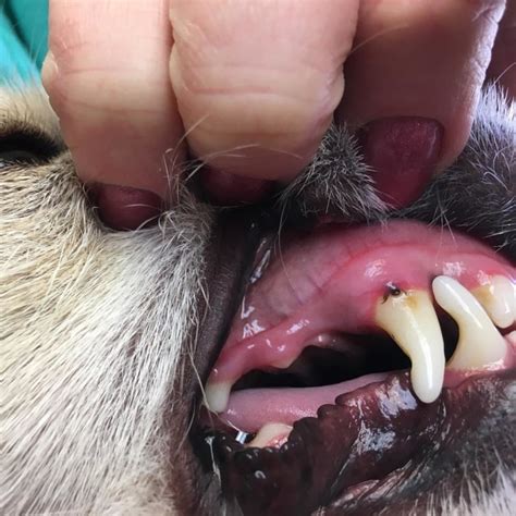 Few Dog Owners Know To Inspect Their Pets Mouths After Theyre Outside