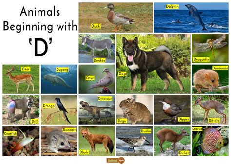 Animals that start with D