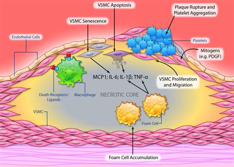 vascular smooth muscle cells in atherosclerosis circulation research