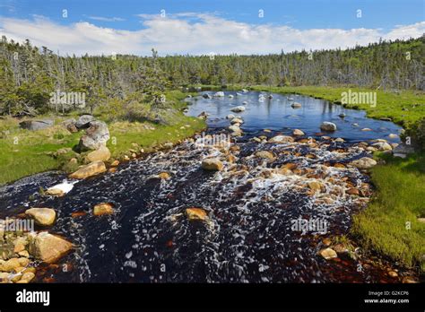 Creek And Boreal Forest Near Tor Bay Nova Scotia Canada Stock Photo Alamy