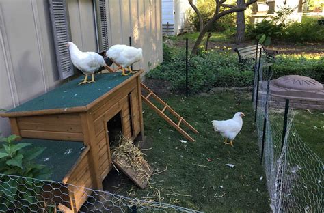 why i no longer have backyard chickens