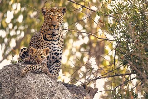 Jaguar Vs Leopard, Who Will Win? - Animals Comparison