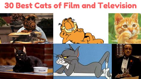 30 Best Cats Of Film And Television Series And Tv