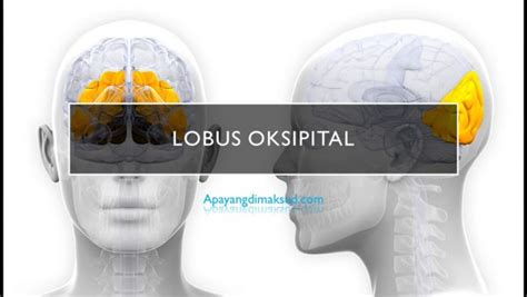 Area Lobus Oksipital