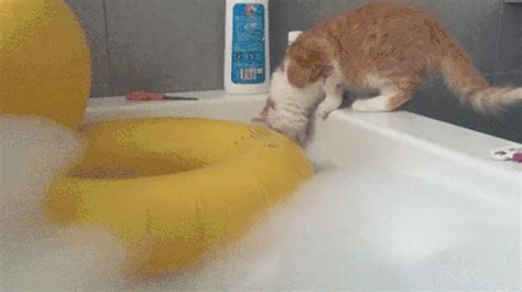 Cat Falling  Find And Share On Giphy