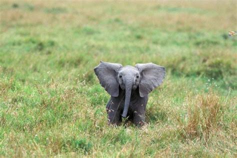 What A Baby Elephant Is Called And 9 More Amazing Facts