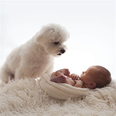 Newborn Baby And Dog Photography Guide A Fotografy