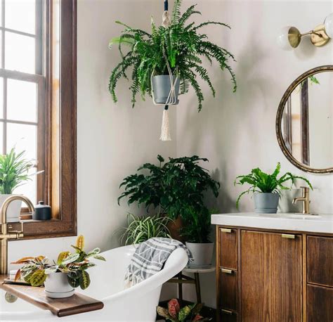 A Bath Tub Sitting Next To A Bathroom Sink Under A Mirror And Potted Plants