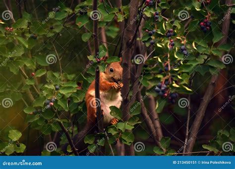 Squirrel Eating Berries On A Tree Stock Image Image Of Squirrel Tree
