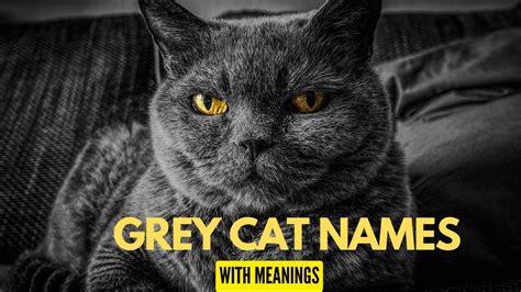 Grey Cat Names With Meanings