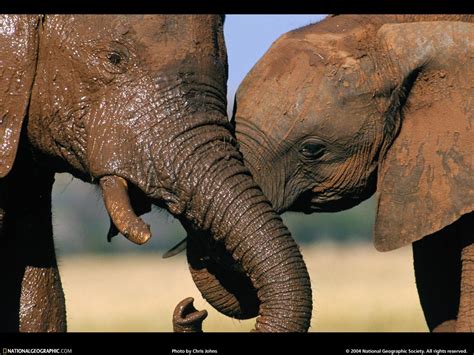 National Geographic Wallpaper African Elephant 아프리카코끼리 Image Only