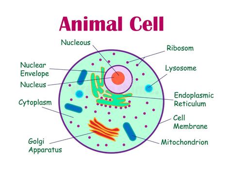 Diagramma Che Mostra Anatomia Della Cellula Animale Illustrazione