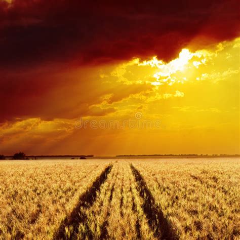 Golden Field And Sunset Stock Image Image Of Organic 27140257