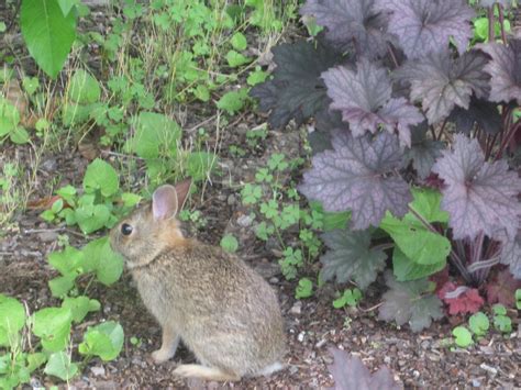 Baby Cottontail Rabbit Eating In The Garden01 By Scarabscorner On