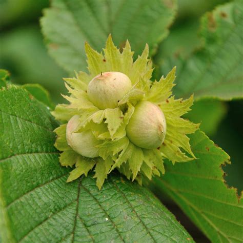Nut trees from fruit and nut (offering the largest range of nut trees in ireland). American Hazelnut Tree - Hartmann's Plant Company | Retail ...