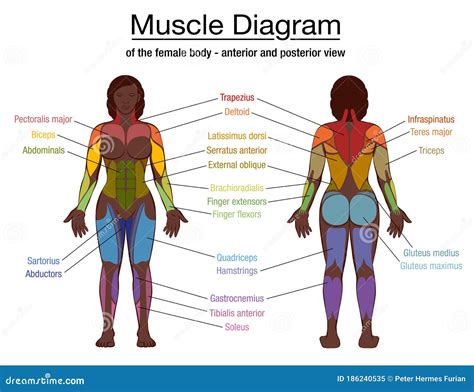 Diagram Of Body Muscles And Names The Muscular System Consists Of