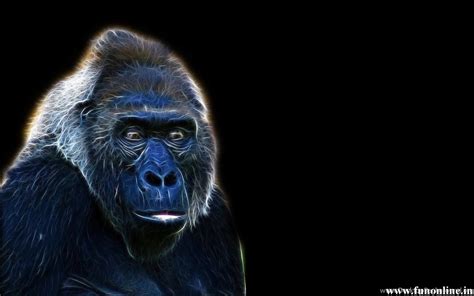 Gorilla Wallpapers Download Free Giant Gorillas Hd Wallpapers Desktop
