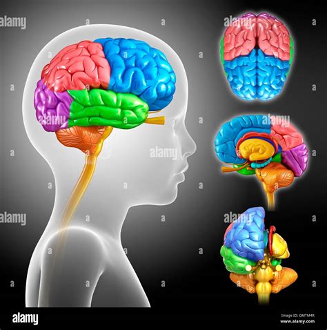 Ilustración De Una Anatomía Del Cerebro Del Niño Fotografía De Stock