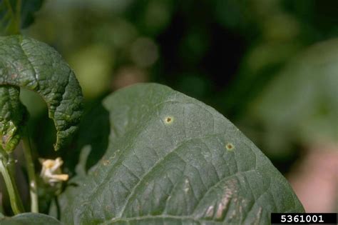 Dry Bean Rust Uromyces Appendiculatus