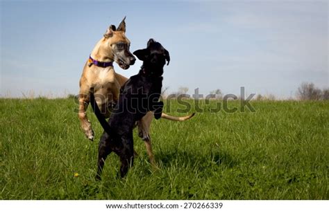 Two Dogs Play Fighting Green Grassy Stock Photo 270266339 Shutterstock