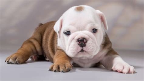 English Bulldog Price In India And Other Expenses In 2024