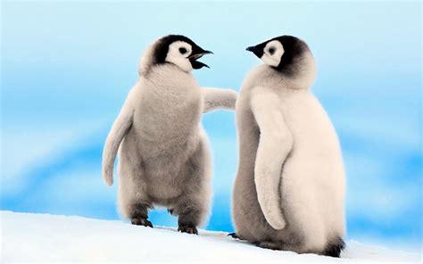 Emperor Penguin Info And Photos The Wildlife