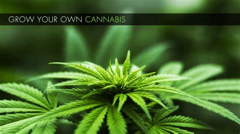 Grow Your Own Cannabis