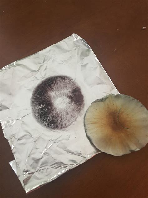 Magic Mushroom Spore Print Identification All Mushroom Info