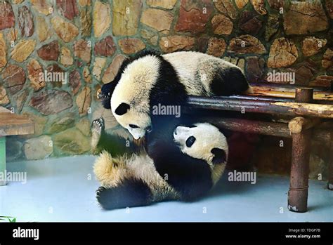 Pandas Playing Hi Res Stock Photography And Images Alamy