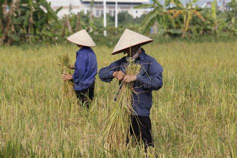 Farmer Is Harvesting Rice Plant Editorial Stock Photo Image Of
