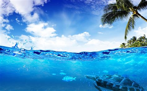 Swimming Underwater Hd Desktop Wallpaper Widescreen High Definition