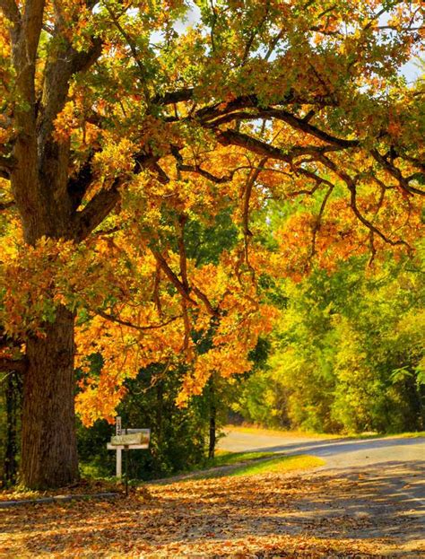 What is the most common tree in washington state. A Quick but Complete Review of Common Oak Tree Species