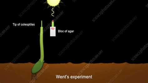 Frits Wents Auxin Experiments Stock Video Clip K0043652 Science