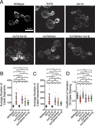 A Septin Hof1 Scaffold At The Yeast Bud Neck Binds And Organizes Actin