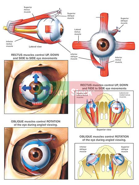Anatomy And Function Of The Eye Muscles Doctor Stock