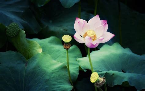 Free Download Lotus Flower Wallpapers And Images Wallpapers Pictures