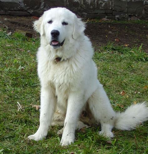 Great Pyrenees All Big Dog Breeds