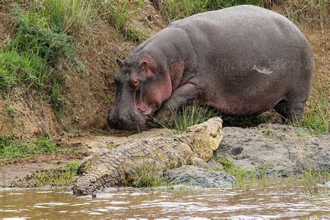Actualizar 106 Imagen Hipopotamo Vs Cocodrilo Abzlocalmx