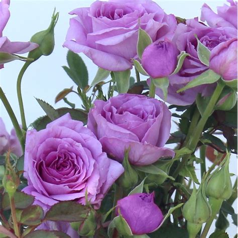 Purple Miniature Roses Lavender Plant