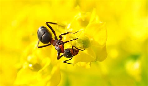 We did not find results for: Die besten Hausmittel gegen Ameisen - Garten-Ideen.info