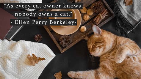 Cat Quotes 50 Of The Best Cat Quotes To Suit Every Occasion