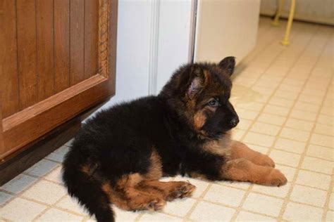 Do i go home today? German Shepherd Puppies Missouri | PETSIDI