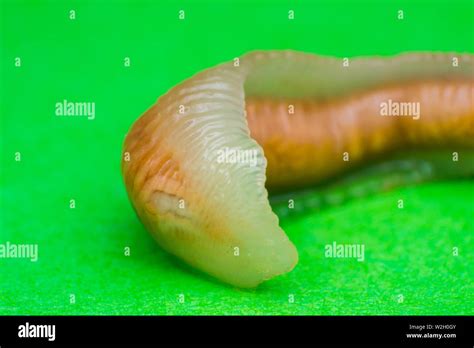 Close Up Photo Of Linguatula Serrata Or Tongue Worm Stock Photo Alamy