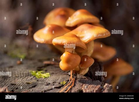 Edible Mushrooms Flammulina Velutipes Known As Golden Needle Edible