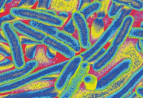 E Coli Bacteria Colo Image Eurekalert Science News Releases