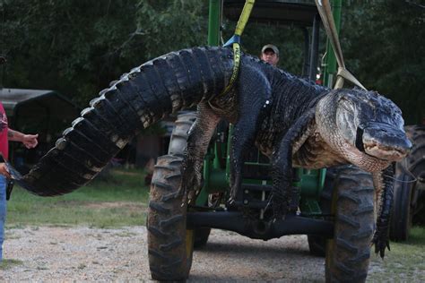 Largest American Alligator Ever Taken Toyota Fj Cruiser Forum