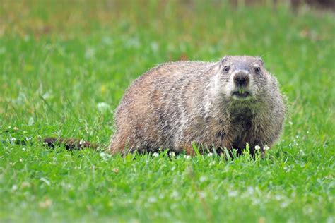 For two decades, groundhog technologies has been a leading provider of mobile big data analytics for the world's leading mobile operators. Bat Removal & Prevention Inc. - A Michigan Wildlife Company