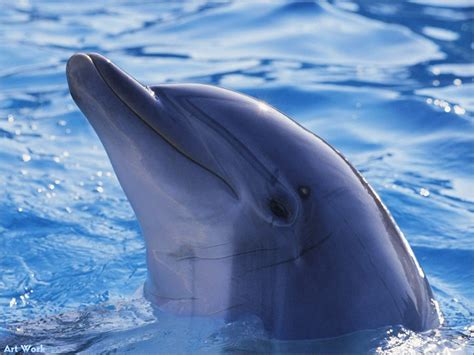 Find the best dolphin wallpaper on wallpapertag. Wallpaper: Dolphin Wallpaper
