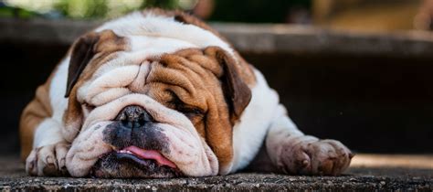 Just because it's common doesn't. How many calories a day should my dog be eating to lose ...